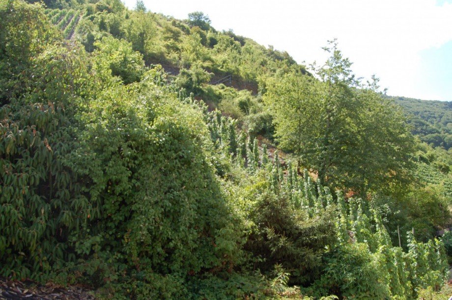 ..AUSSICHT VOM BALKON Einfamilienhaus Senheim